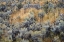 Picture of MOUNTAIN BIG SAGEBRUSH-YELLOWSTONE NATIONAL PARK-WYOMING