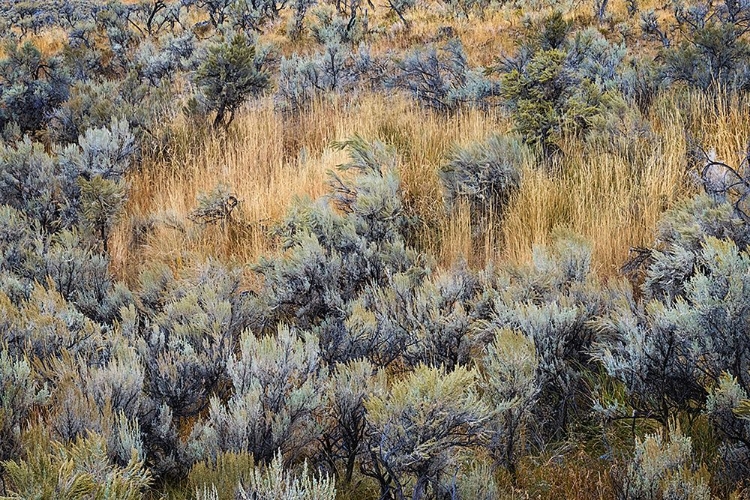 Picture of MOUNTAIN BIG SAGEBRUSH-YELLOWSTONE NATIONAL PARK-WYOMING