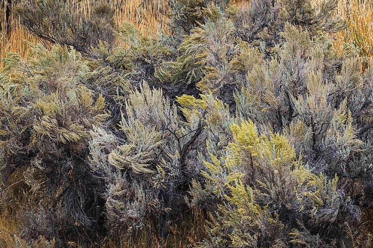 Picture of MOUNTAIN BIG SAGEBRUSH-YELLOWSTONE NATIONAL PARK-WYOMING