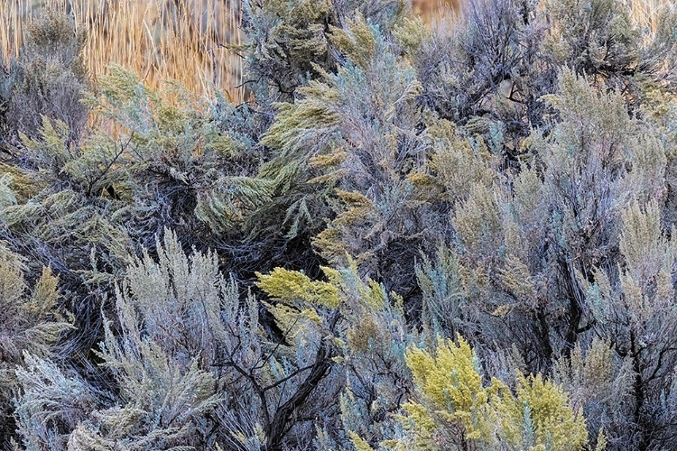 Picture of MOUNTAIN BIG SAGEBRUSH-YELLOWSTONE NATIONAL PARK-WYOMING