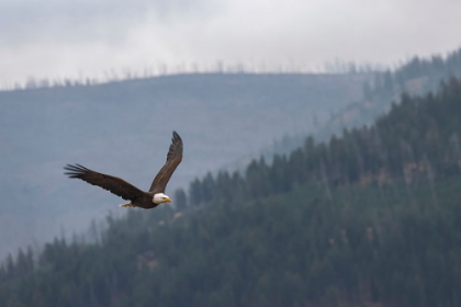 Picture of BALD EAGLE-FLYING-YELLOWSTONE NATIONAL PARK-WYOMING