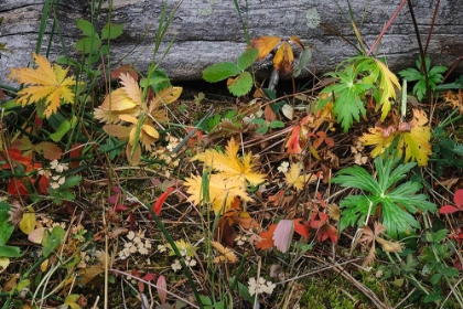 Picture of WILD STRAWBERRY ON FOREST FLOOR IN AUTUMN-YELLOWSTONE NATIONAL PARK-WYOMING