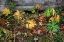 Picture of WILD STRAWBERRY ON FOREST FLOOR IN AUTUMN-YELLOWSTONE NATIONAL PARK-WYOMING