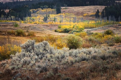 Picture of SCENIC LANDSCAPE VIEW OF LAMAR VALLEY WITH ASPEN TREES AND SAGEBRUSH-YELLOWSTONE NATIONAL PARK