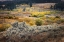 Picture of SCENIC LANDSCAPE VIEW OF LAMAR VALLEY WITH ASPEN TREES AND SAGEBRUSH-YELLOWSTONE NATIONAL PARK