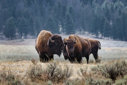 Picture of AMERICAN BISON YELLOWSTONE NATIONAL PARK-WYOMING