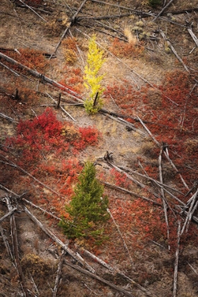 Picture of RED AUTUMN HUCKLEBERRY VEGETATION AND FALLEN TREES-YELLOWSTONE NATIONAL PARK-WYOMING