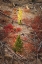 Picture of RED AUTUMN HUCKLEBERRY VEGETATION AND FALLEN TREES-YELLOWSTONE NATIONAL PARK-WYOMING