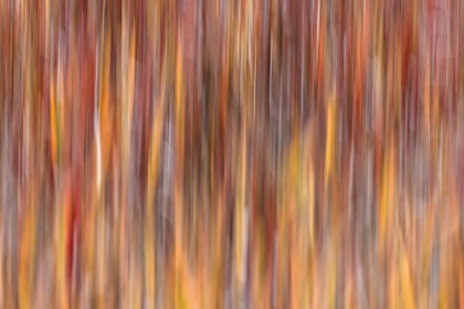 Picture of MOTION EFFECT ON AUTUMN VEGETATION-YELLOWSTONE NATIONAL PARK-WYOMING