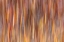 Picture of MOTION EFFECT ON AUTUMN VEGETATION-YELLOWSTONE NATIONAL PARK-WYOMING
