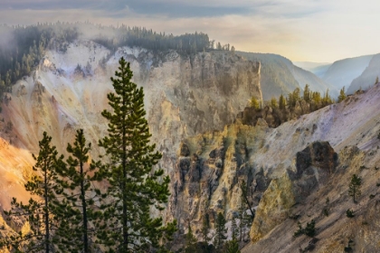 Picture of VIEW FROM ARTIST POINT AT SUNRISE-GRAND CANYON OF YELLOWSTONE-YELLOWSTONE NATIONAL PARK-WYOMING