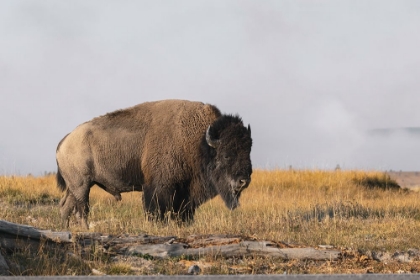 Picture of AMERICAN BISON YELLOWSTONE NATIONAL PARK-WYOMING