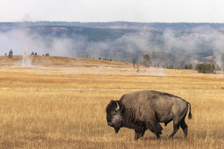 Picture of AMERICAN BISON YELLOWSTONE NATIONAL PARK-WYOMING