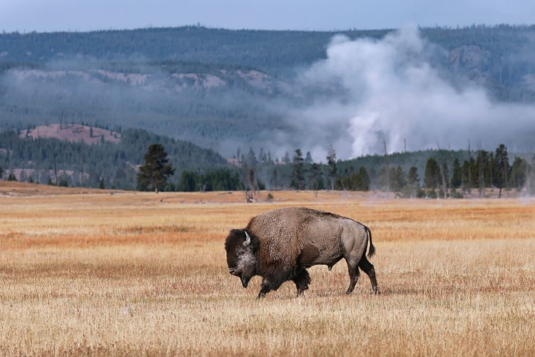 Picture of AMERICAN BISON YELLOWSTONE NATIONAL PARK-WYOMING