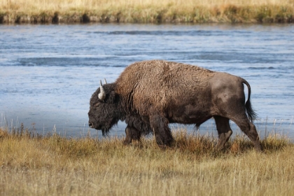 Picture of AMERICAN BISON YELLOWSTONE NATIONAL PARK-WYOMING