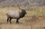 Picture of BULL ELK OR WAPITI IN MEADOW-YELLOWSTONE NATIONAL PARK-WYOMING