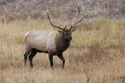 Picture of BULL ELK OR WAPITI IN MEADOW-YELLOWSTONE NATIONAL PARK-WYOMING