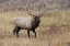 Picture of BULL ELK OR WAPITI IN MEADOW-YELLOWSTONE NATIONAL PARK-WYOMING