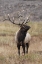 Picture of BULL ELK OR WAPITI IN MEADOW-YELLOWSTONE NATIONAL PARK-WYOMING