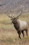 Picture of BULL ELK OR WAPITI IN MEADOW-YELLOWSTONE NATIONAL PARK-WYOMING