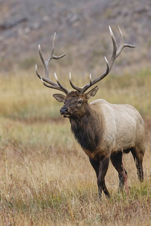 Picture of BULL ELK OR WAPITI IN MEADOW-YELLOWSTONE NATIONAL PARK-WYOMING