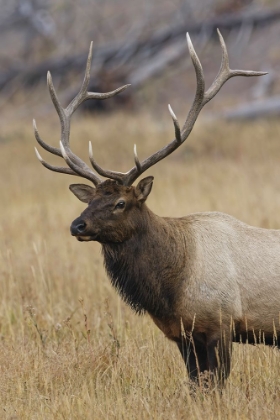 Picture of BULL ELK OR WAPITI IN MEADOW-YELLOWSTONE NATIONAL PARK-WYOMING