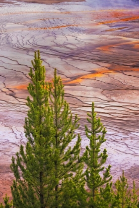 Picture of ELEVATED VIEW OF GRAND PRISMATIC SPRING AND COLORFUL BACTERIAL MAT-YELLOWSTONE NATIONAL PARK