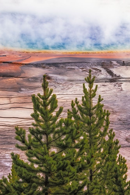 Picture of ELEVATED VIEW OF GRAND PRISMATIC SPRING AND COLORFUL BACTERIAL MAT-YELLOWSTONE NATIONAL PARK