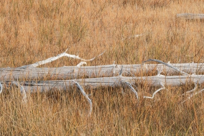 Picture of FALLEN CALCIFIED TREES NEAR GRAND PRISMATIC SPRING-YELLOWSTONE NATIONAL PARK-WYOMING