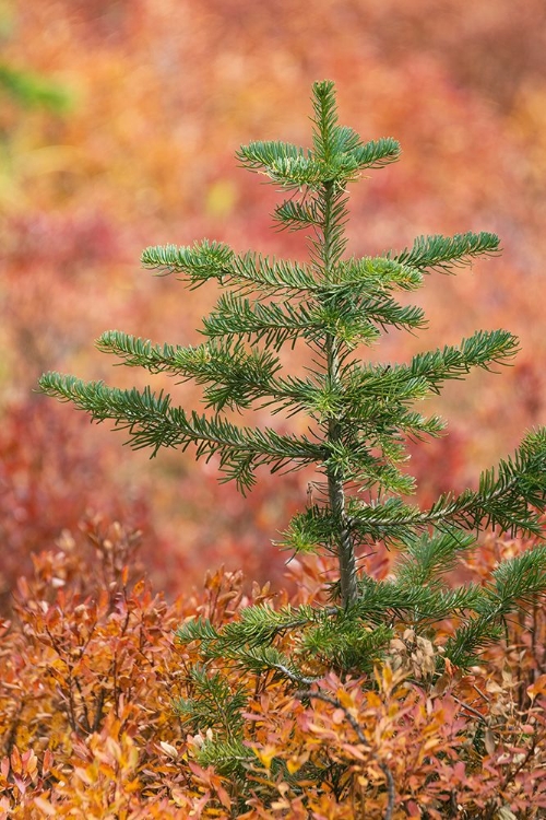 Picture of BLUEBERRY LEAVES IN AUTUMN RED COLORATION-YELLOWSTONE NATIONAL PARK-WYOMING