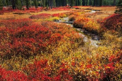 Picture of BLUEBERRY LEAVES IN AUTUMN RED COLORATION-YELLOWSTONE NATIONAL PARK-WYOMING