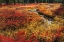 Picture of BLUEBERRY LEAVES IN AUTUMN RED COLORATION-YELLOWSTONE NATIONAL PARK-WYOMING