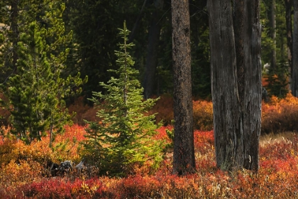 Picture of BLUEBERRY LEAVES IN AUTUMN RED COLORATION-YELLOWSTONE NATIONAL PARK-WYOMING