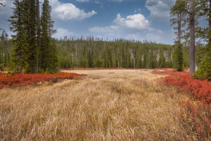 Picture of BLUEBERRY LEAVES IN AUTUMN RED COLORATION-YELLOWSTONE NATIONAL PARK-WYOMING