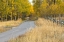 Picture of BIKE PATH IN AUTUMN-GRAND TETON NATIONAL PARK-WYOMING