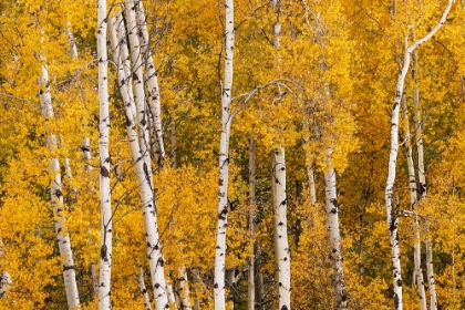 Picture of PATTERN OF WHITE TREE TRUNKS AMONG GOLDEN ASPEN LEAVES-GRAND TETON NATIONAL PARK-WYOMING