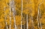 Picture of PATTERN OF WHITE TREE TRUNKS AMONG GOLDEN ASPEN LEAVES-GRAND TETON NATIONAL PARK-WYOMING