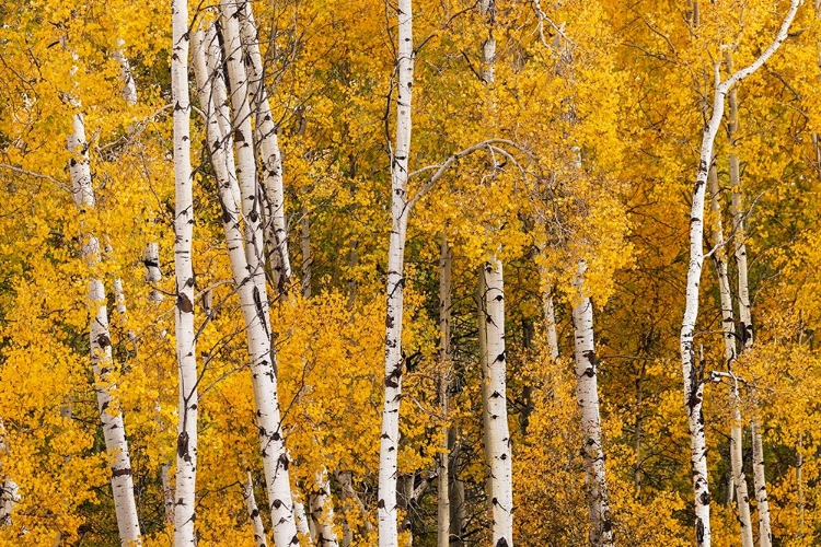 Picture of PATTERN OF WHITE TREE TRUNKS AMONG GOLDEN ASPEN LEAVES-GRAND TETON NATIONAL PARK-WYOMING