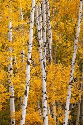 Picture of PATTERN OF WHITE TREE TRUNKS AMONG GOLDEN ASPEN LEAVES-GRAND TETON NATIONAL PARK-WYOMING