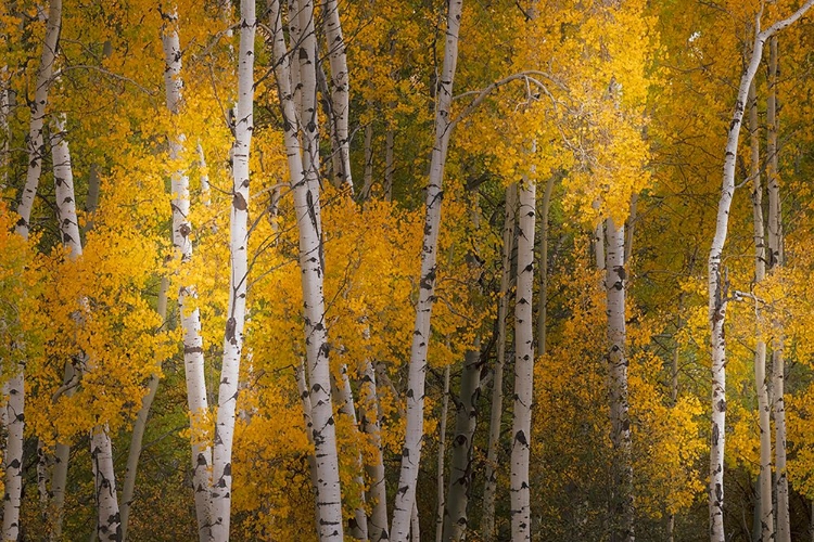 Picture of PATTERN OF WHITE TREE TRUNKS AMONG GOLDEN ASPEN LEAVES-GRAND TETON NATIONAL PARK-WYOMING