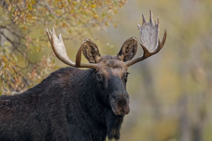 Picture of BULL MOOSE-GRAND TETON NATIONAL PARK-WYOMING