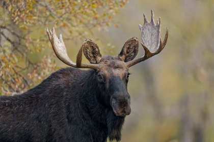 Picture of BULL MOOSE-GRAND TETON NATIONAL PARK-WYOMING