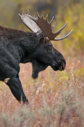 Picture of BULL MOOSE-GRAND TETON NATIONAL PARK-WYOMING