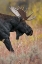 Picture of BULL MOOSE-GRAND TETON NATIONAL PARK-WYOMING