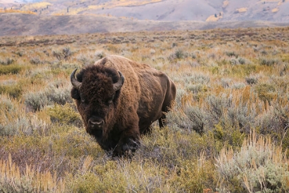 Picture of AMERICAN BISON IN SAGEBRUSH MEADOW GRAND TETON NATIONAL PARK