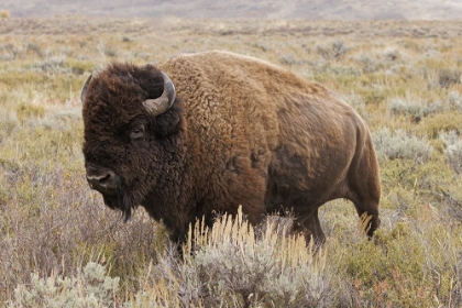 Picture of AMERICAN BISON IN SAGEBRUSH MEADOW GRAND TETON NATIONAL PARK