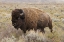 Picture of AMERICAN BISON IN SAGEBRUSH MEADOW GRAND TETON NATIONAL PARK