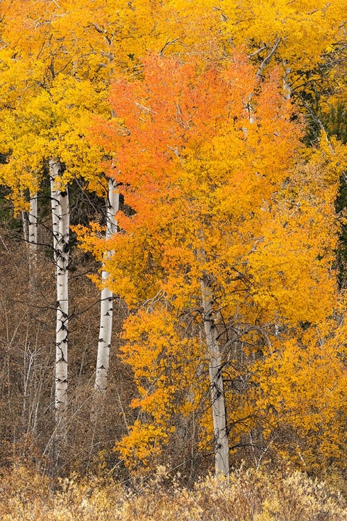 Picture of AUTUMN VIEW OF WILLOWS AND ASPEN TREES ALONG SHORELINE OF TWO OCEAN LAKE-GRAND TETON NATIONAL PARK