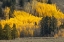 Picture of AUTUMN VIEW OF WILLOWS ALONG SHORELINE OF TWO OCEAN LAKE-GRAND TETON NATIONAL PARK-WYOMING