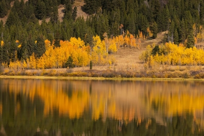 Picture of AUTUMN VIEW OF WILLOWS AND ASPEN TREES ALONG SHORELINE OF TWO OCEAN LAKE-GRAND TETON NATIONAL PARK